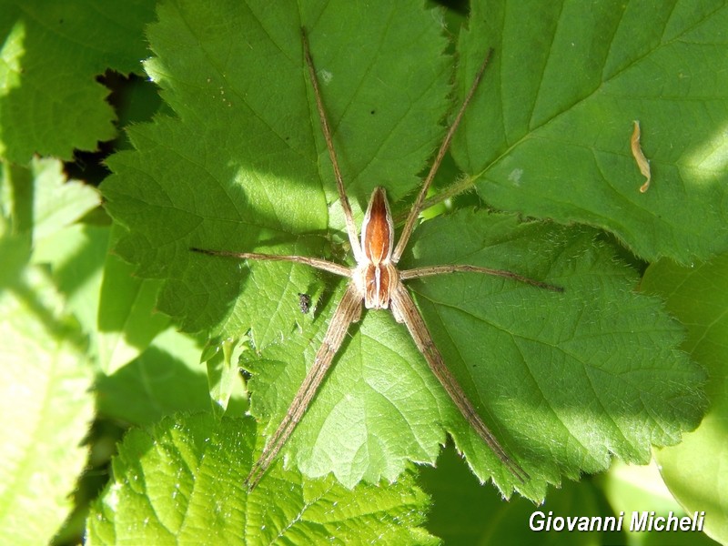 Pisaura sp. - Albano Vercellese (VC)